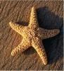 seastar avatar