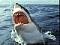 greatwhiteshark avatar