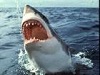 L'avatar di greatwhiteshark