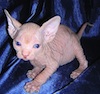 L'avatar di Sphynx