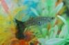 L'avatar di love4guppies