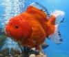 L'avatar di ORANDA RANCHU