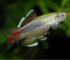 L'avatar di laceguppy