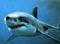 11theshark11 avatar