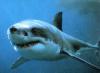 L'avatar di 11theshark11