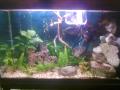 http://www.acquariofilia.biz/image.php?type=sigpic&userid=54571&dateline=134753  0095