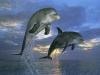L'avatar di DELFINOREALE