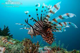 opterois avatar