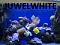 Juwel White