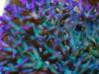L'avatar di Purple Monster