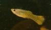 MatteoGuppy avatar