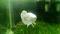 Bettina Splendens avatar