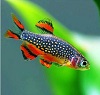 Danio margaritatus avatar