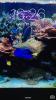 L'avatar di nemo&amp;dory