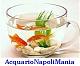 Per tutti gli appassionati di acquariofilia di Napoli e Caserta(Campania tutta) per scambio di idee organizzazione incontri e tutto cio che accomuna la nostra passione!!!!