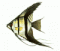 Piranha86