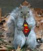 L'avatar di superscoiattolo