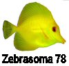 L'avatar di zebrasoma78
