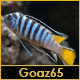 L'avatar di goaz65