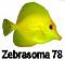 zebrasoma78