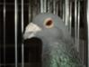 L'avatar di il piccione