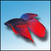UranusTheFish avatar