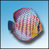 n8discus avatar