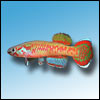 L'avatar di Nicola Guppy
