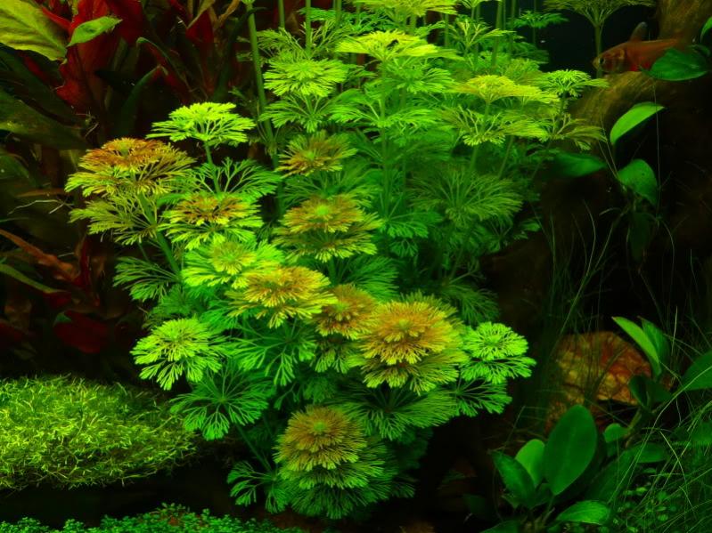 limnophila