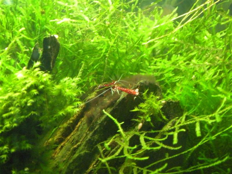 cardinal