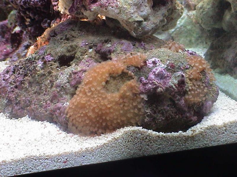 zoantus