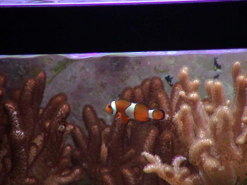 nemo