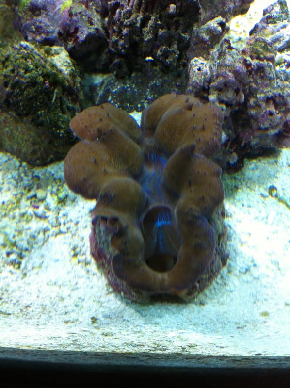 la mia prima tridacna