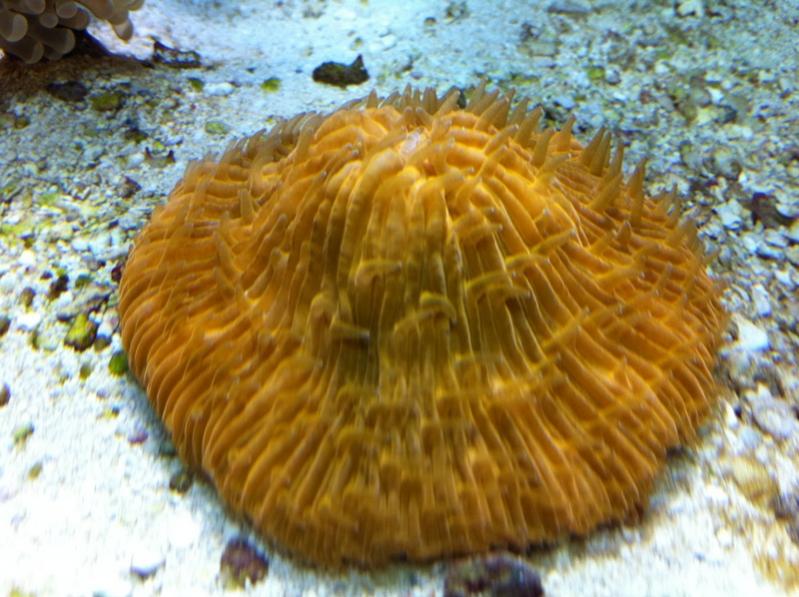 Fungia