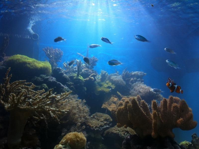 Il mio reef.... :))