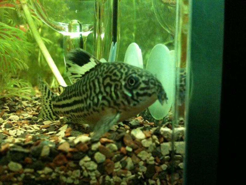 Corydoras trilineatus