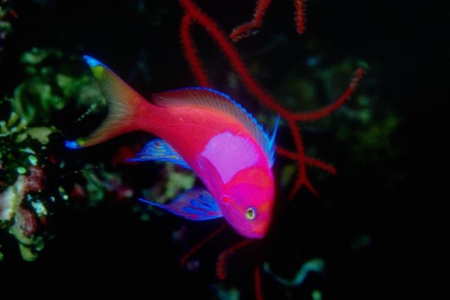 anemoni