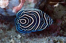 Pesce angelo imperatore