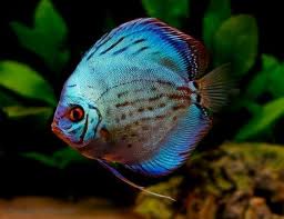 Symphysodon discus