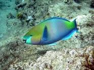 Pesce pappagallo