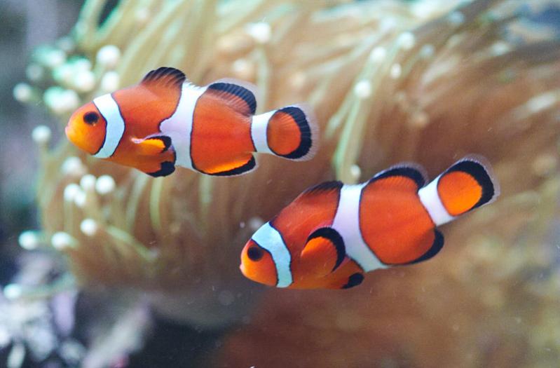 pesce pagliaccio clownfishes
