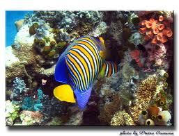 Pesce chirurgo lineato