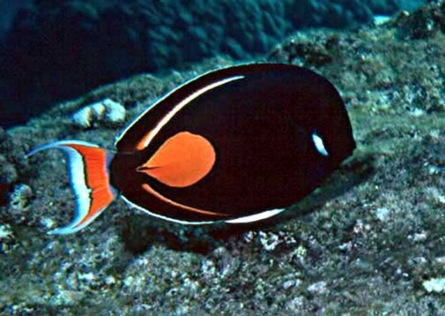 pesce chirurgo