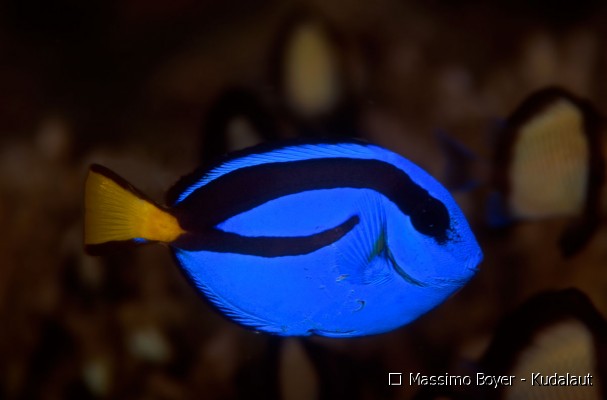 Pesce chirurgo tavlolozza (Indonesia)