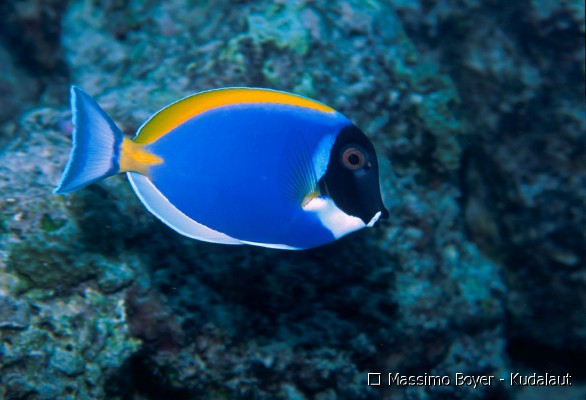 Pesce chirurgi blu