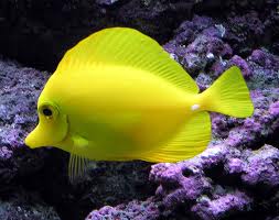 pesce chirurgo giallo