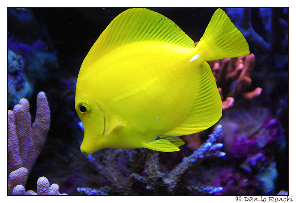 pesce chiururgo giallo