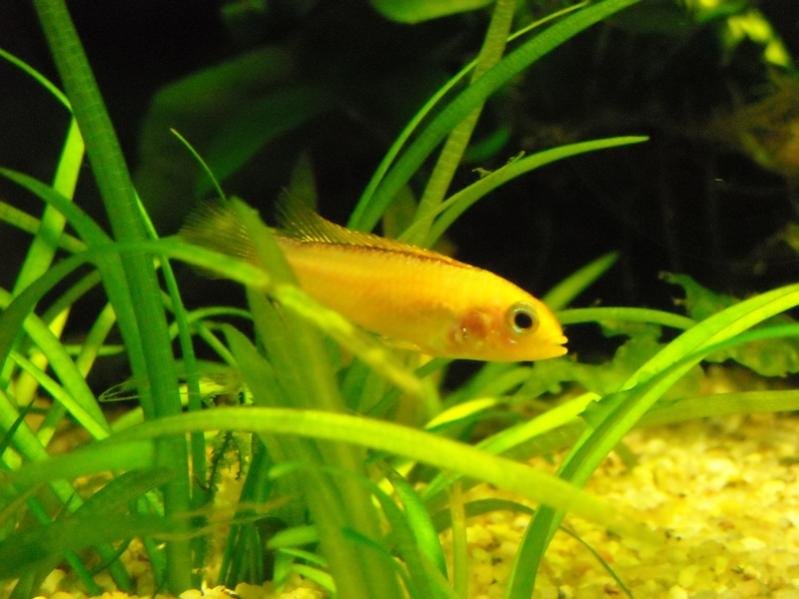 Apistogramma Agassizi Fire Red (femmina)