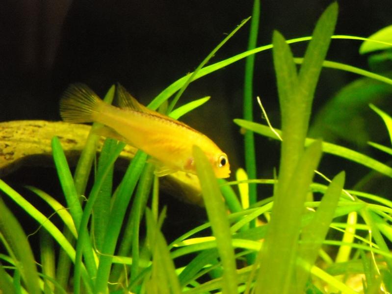 Apistogramma Agassizi Fire Red (femmina)