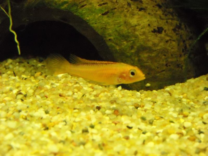 Apistogramma Agassizi Fire Red (femmina)